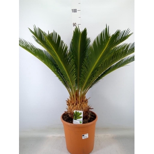 Cycas revoluta