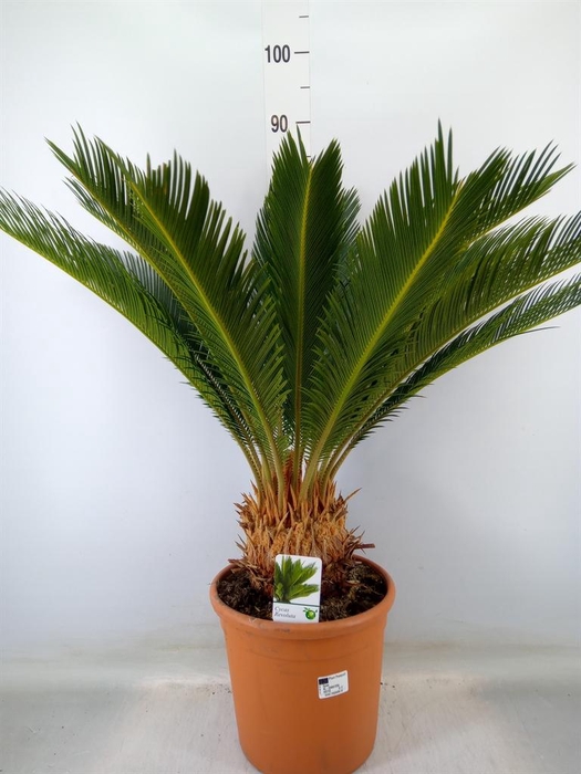 <h4>Cycas revoluta</h4>