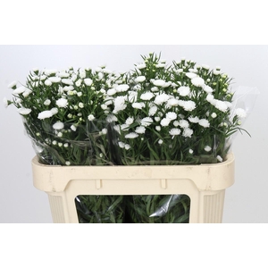 Aster Pretty Wendy