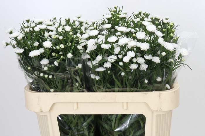 <h4>Aster Pretty Wendy</h4>