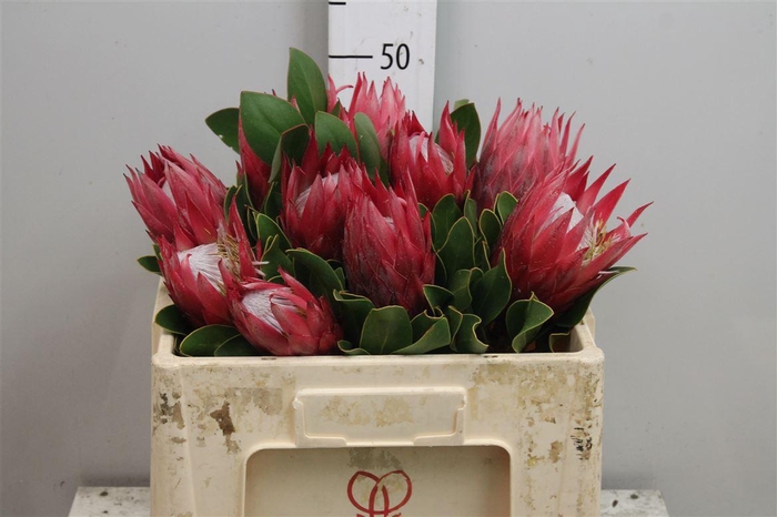 <h4>Protea Cynaroides Madiba</h4>