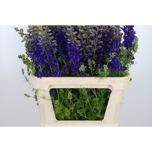 Delphinium El Overig