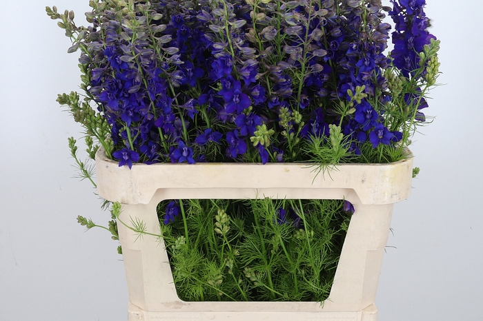 <h4>Delphinium El Overig</h4>
