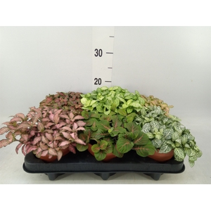 Fittonia   ...mix