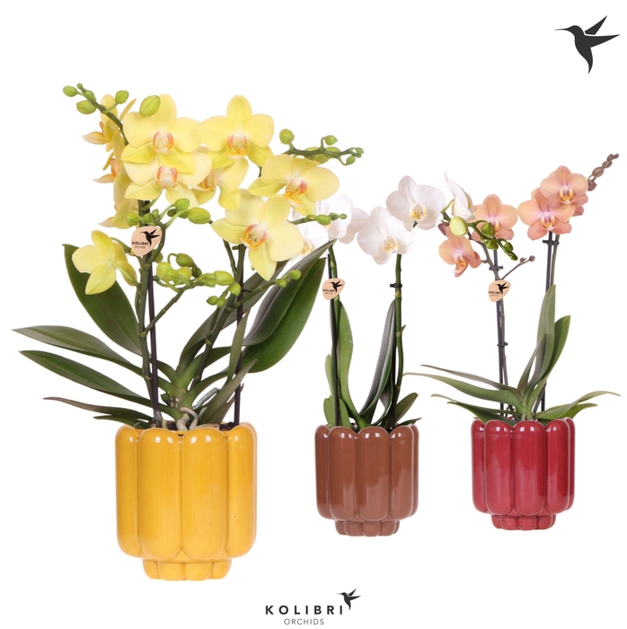 <h4>Kolibri Orchids Phalaenopsis mix 2 spike in Retro pot yellow mix</h4>