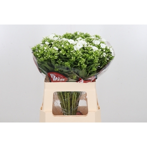 Phlox P Whitecap