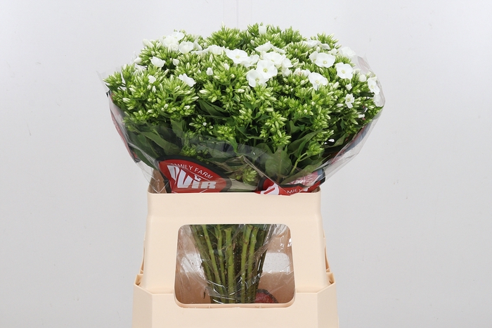 <h4>Phlox P Whitecap</h4>