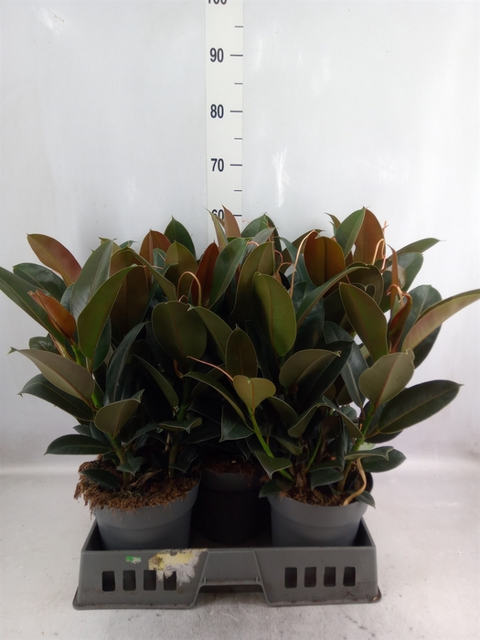 <h4>Ficus elastica 'Melany'</h4>