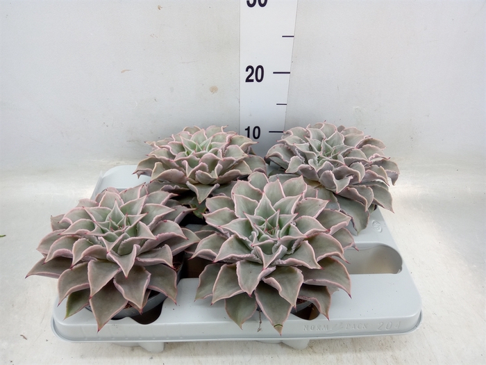 <h4>Echeveria   ...</h4>