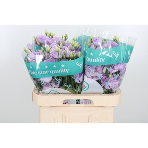 Eus G Lisanne D Lave