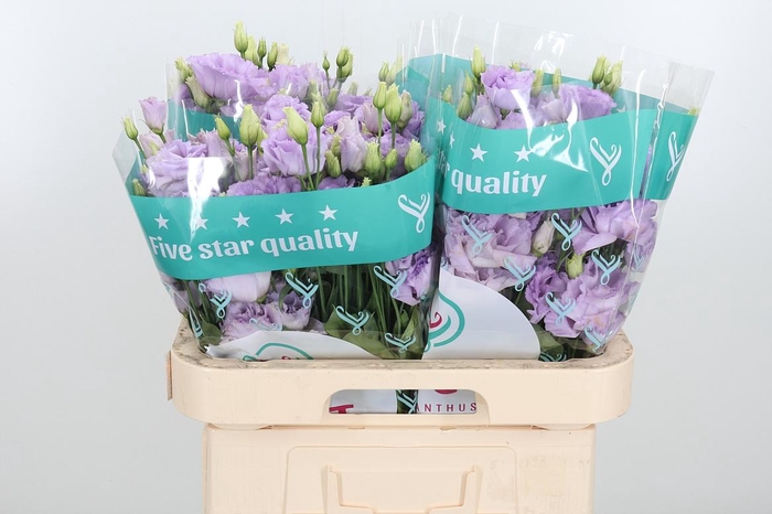 <h4>Eus G Lisanne D Lave</h4>