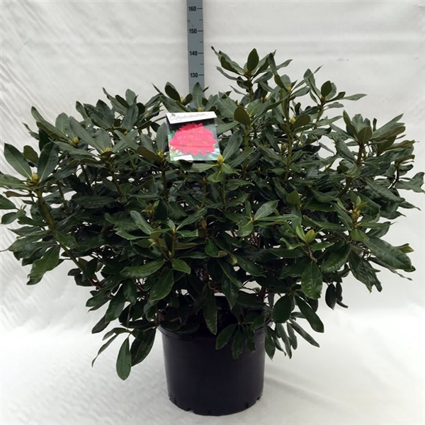 <h4>Rhodo. 'Nova Zembla' red</h4>