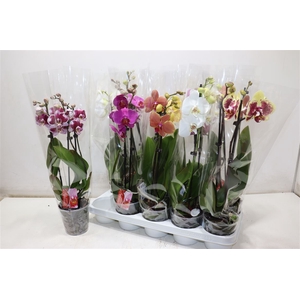 Phal 2 Tak Mix Kort