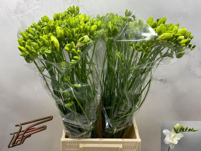 <h4>FR DU VOLANTE</h4>