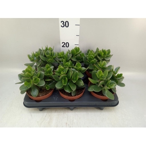 Crassula  'Hulk'