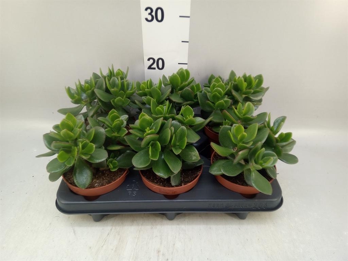<h4>Crassula  'Hulk'</h4>