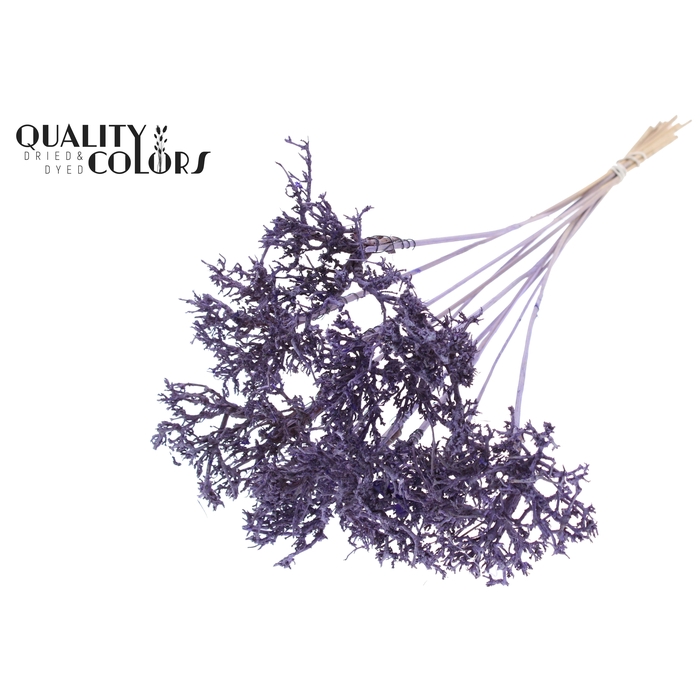 <h4>Dry Tree on stem Frosted Milka</h4>