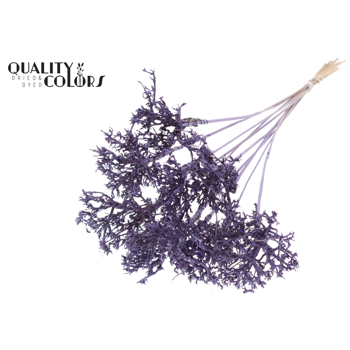 <h4>Dry Tree on stem Frosted Milka</h4>