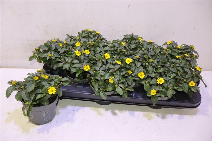 <h4>Sanv Yellow Beauty</h4>