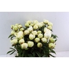 Paeo L Fringed Ivory