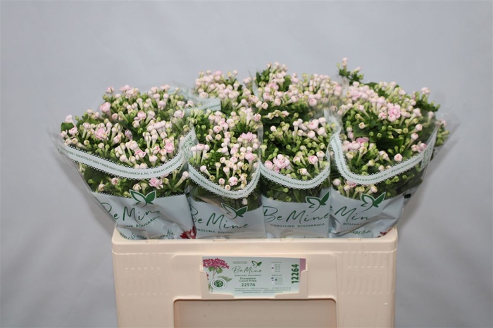 Bouvardia Double Diamond Lightpink