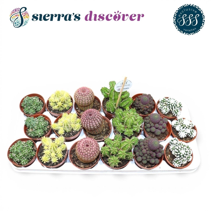 <h4>CACTUS GEM</h4>