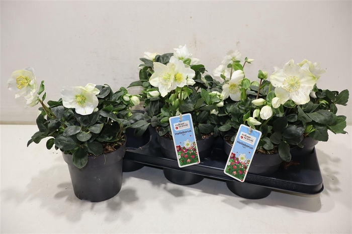 <h4>Hell Ni Chr Carol</h4>