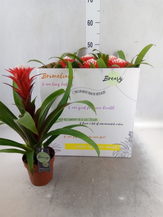 <h4>Guzmania  'Hope'</h4>