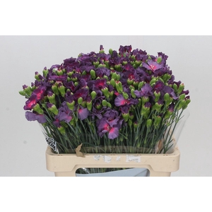 Dianthus Tr Solandis Calmfly