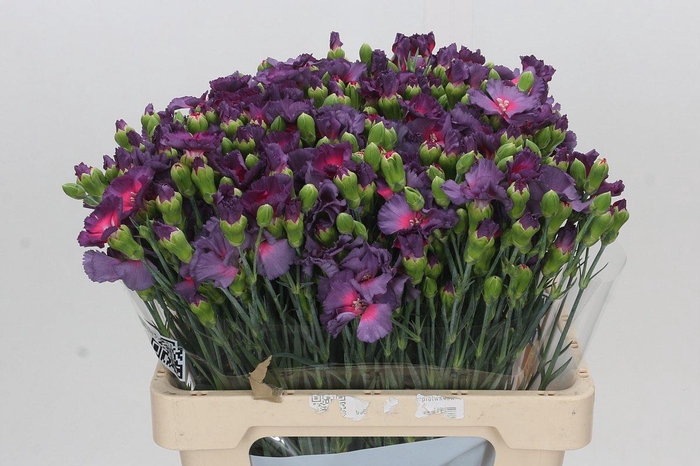 <h4>Dianthus Tr Solandis Calmfly</h4>