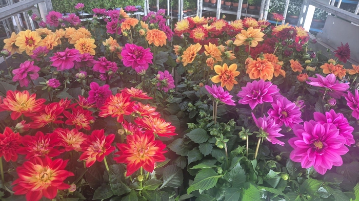 <h4>DAHLIA ROYAL GEM</h4>