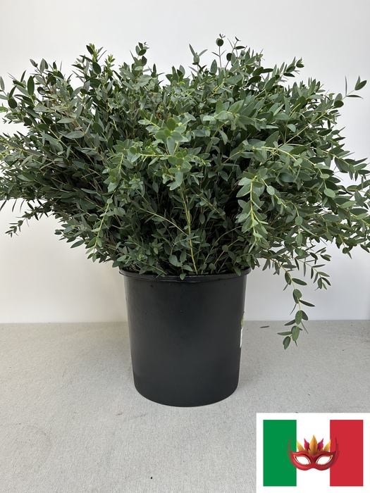 EUC PARVIFOLIA PER STEEL