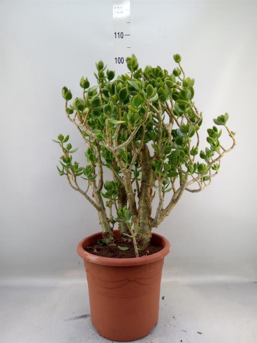 <h4>Crassula ovata</h4>