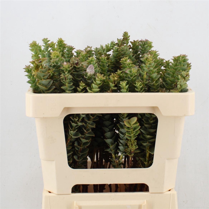 <h4>Paranomus reflexus   ...deco</h4>