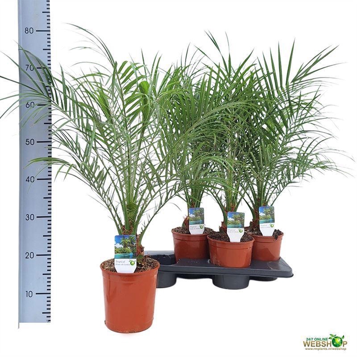 <h4>PHOENIX ROEBELENII</h4>