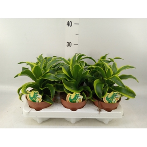 Dracaena frag. 'Tornado'