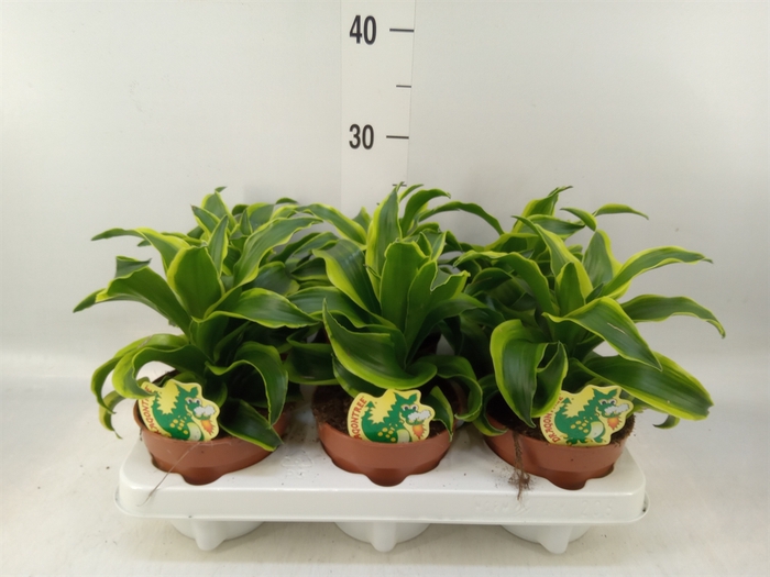 <h4>Dracaena frag. 'Tornado'</h4>