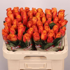 Rosa large confidential