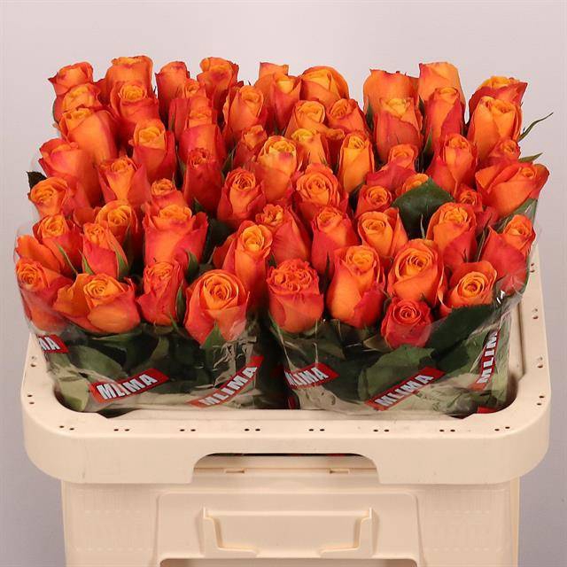 <h4>Rosa large confidential</h4>