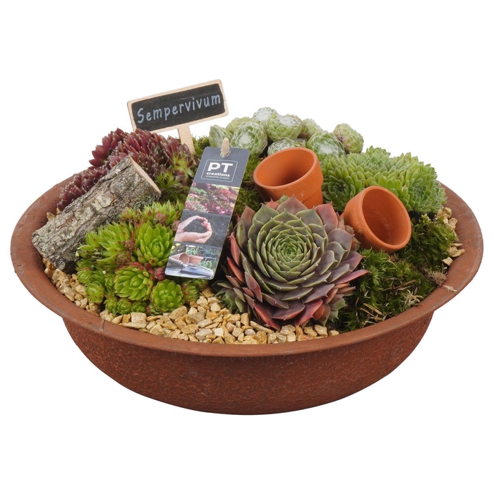 <h4>Arr.  Sempervivum L%</h4>