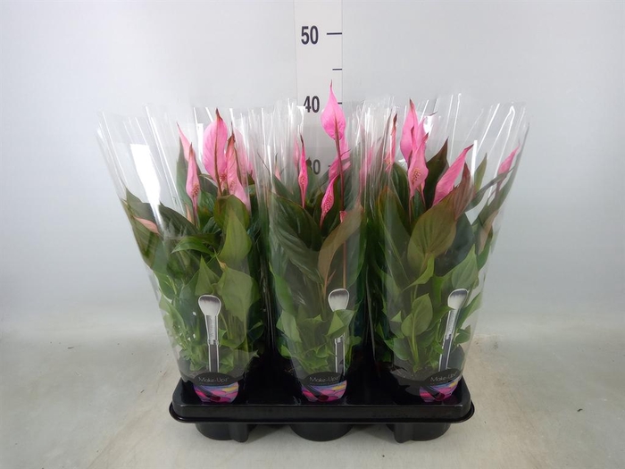 <h4>Spathiphyllum  'Bellini'</h4>