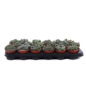 Lithops mix 8,5 cm