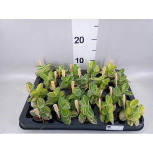 Tradescantia   ...
