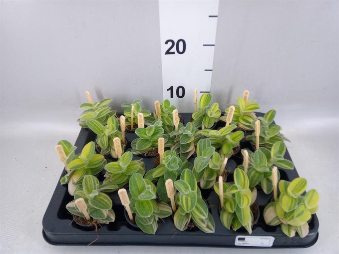<h4>Tradescantia   ...</h4>