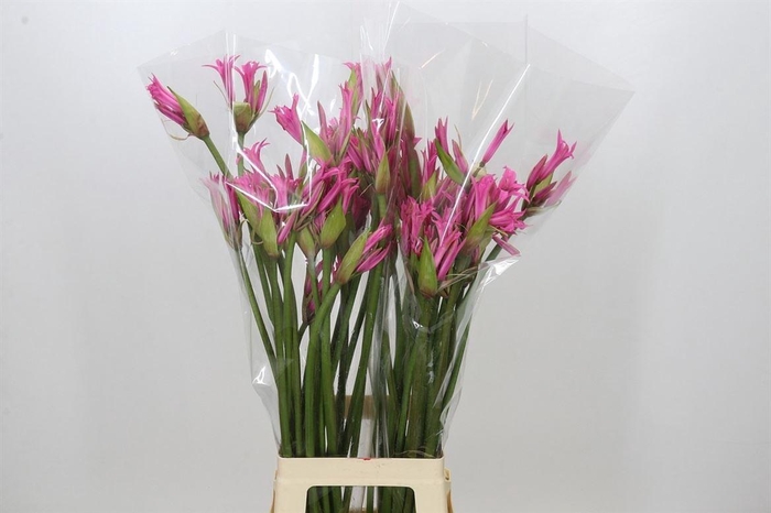 <h4>Nerine Amarine Aphrodite Artistiek</h4>