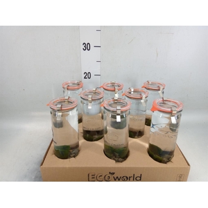 Arr.   Waterplanten H%