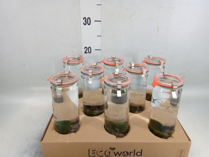 <h4>Arr.   Waterplanten H%</h4>