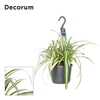 Chlorophytum Comosum Variegatum