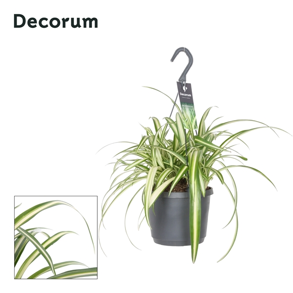<h4>Chlorophytum comosum 'Variegatum'</h4>