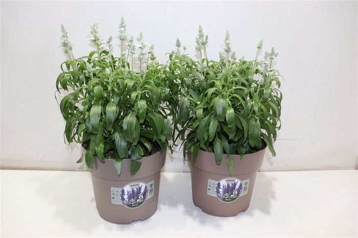 <h4>Salvia Farinacea</h4>